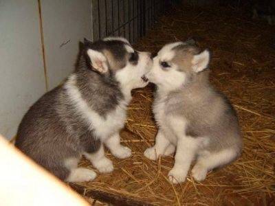 tintin et milou - Husky Sibérien Mâle (2 mois)