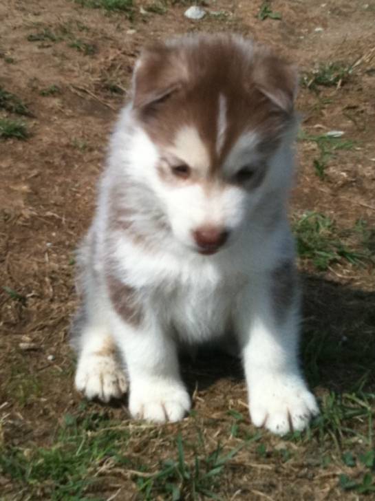 fanouche - Husky Sibérien Mâle (2 mois)