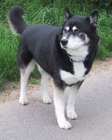 Flash - Husky Sibérien Mâle (3 ans)