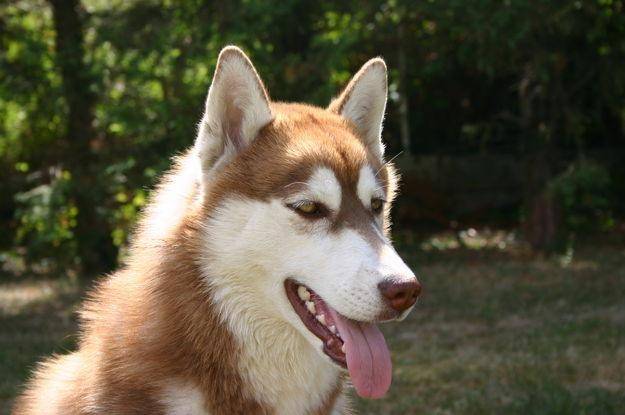 Kelly - Husky Sibérien (2 ans)