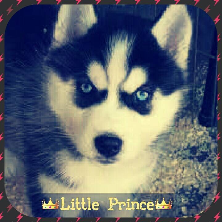 Prince - Husky Sibérien Mâle (11 mois)