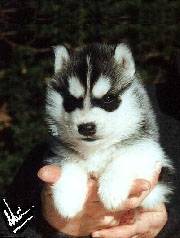 perle - Husky Sibérien (8 mois)