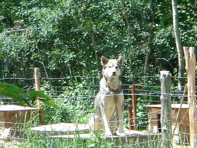 ouragant - Husky Sibérien Mâle (3 mois)