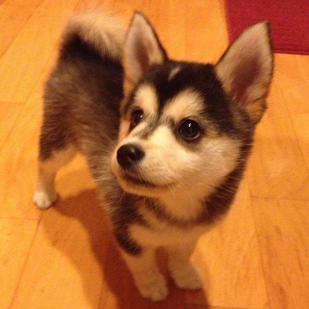 hakira - Husky Sibérien (7 mois)