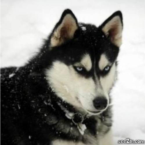Max - Husky Sibérien Mâle (3 ans)