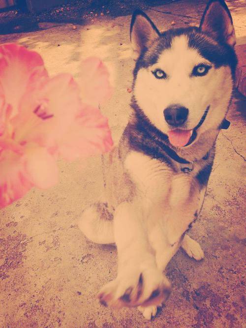 Hermes - Husky Sibérien Mâle (2 ans)