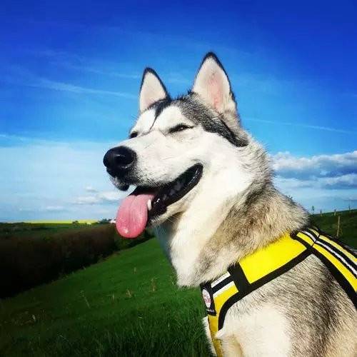Apolo - Husky Sibérien Mâle (3 ans)