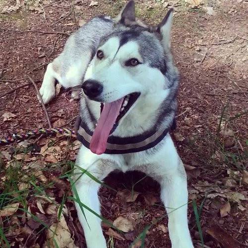 Apolo - Husky Sibérien Mâle (3 ans)