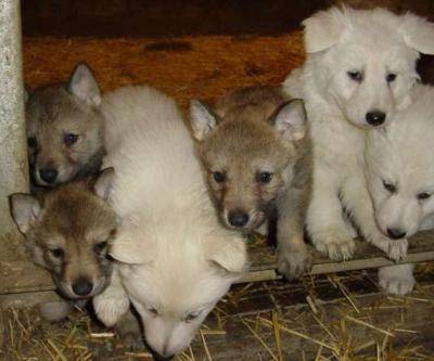 de gauche a droi0te : ness, jessi , zahara ,colet, - Husky Sibérien Mâle (7 mois)