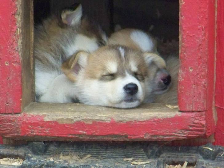 Puppies - Husky Sibérien