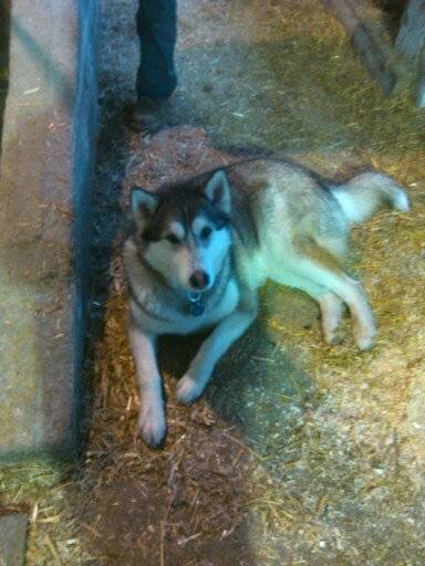 Louna - Husky Sibérien (2 ans)