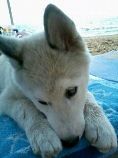 Prince - Husky Sibérien Mâle (3 mois)