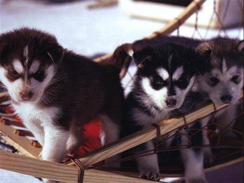 maya - Husky Sibérien (2 mois)