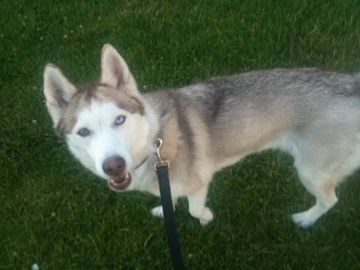 Doli - Husky Sibérien (2 ans)