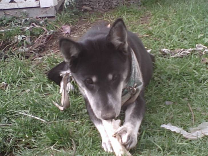 mogly - Husky Sibérien (7 mois)