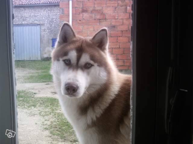 Anook - Husky Sibérien (4 ans)