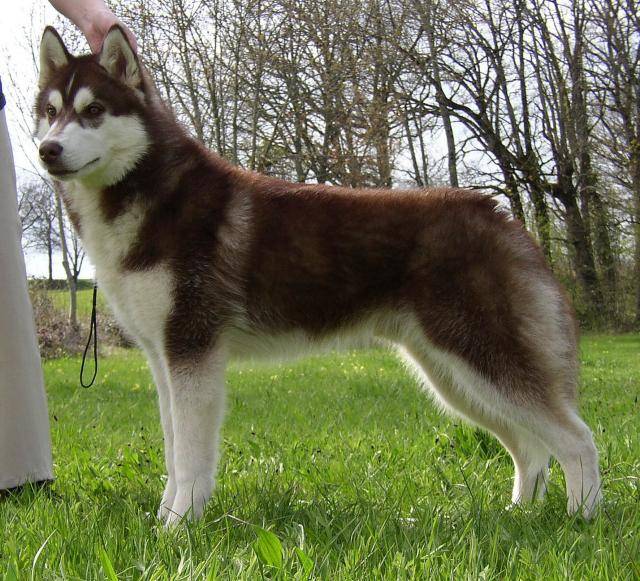 siberian husky timy - Husky Sibérien