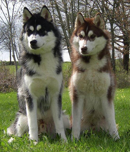 sibérian husky buck et timy - Husky Sibérien