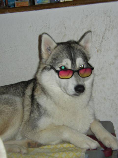 siberian husky lady - Husky Sibérien
