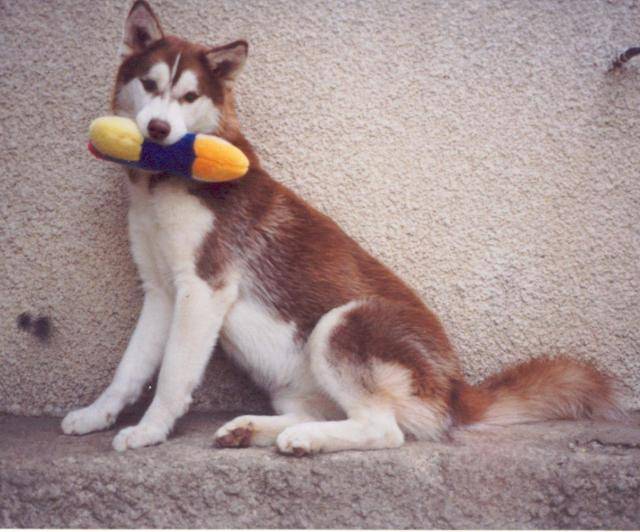 siberian husky- safety first of cold winter nights - Husky Sibérien