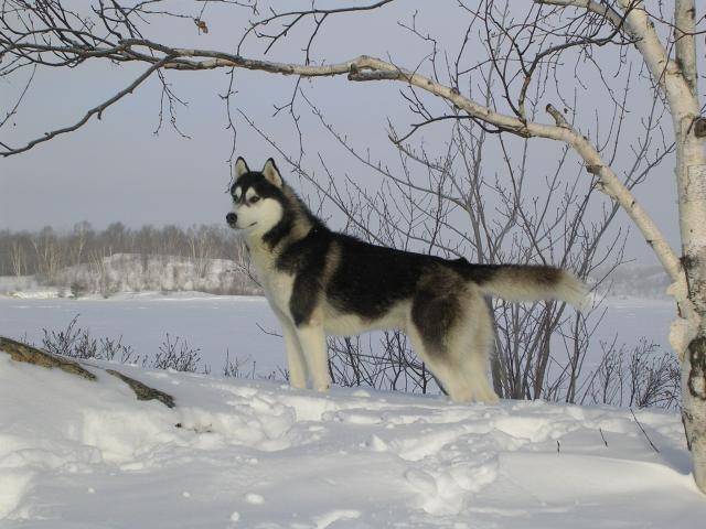 siberian husky- uacaw of cold winter nights - Husky Sibérien