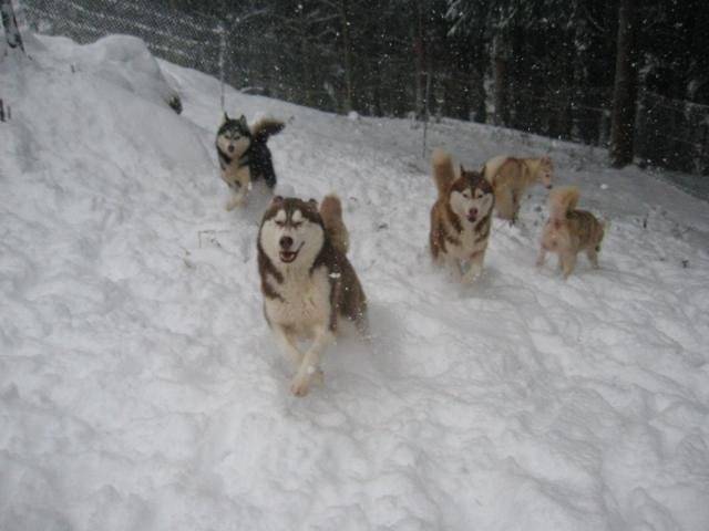 siberian husky - of cold winter nights - Husky Sibérien