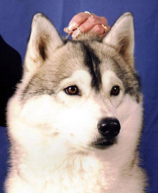 siberian husky lady - Husky Sibérien