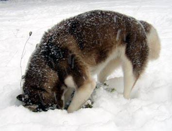 siberian husky sokynawa - Husky Sibérien