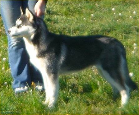 max - Husky Sibérien Mâle (4 mois)