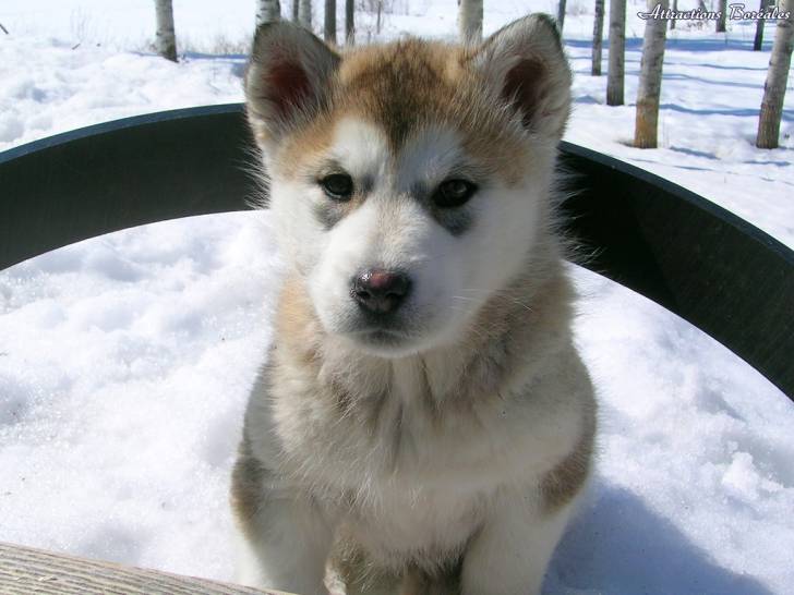 neige - Husky Sibérien (7 mois)