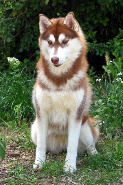 siberian husky - Husky Sibérien
