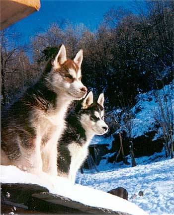 chasta et loulou - Husky Sibérien Mâle (6 mois)