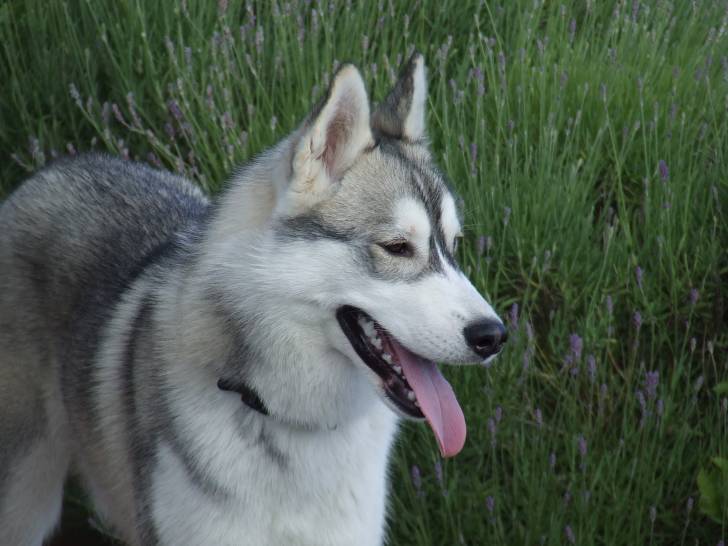 max - Husky Sibérien Mâle (2 ans)