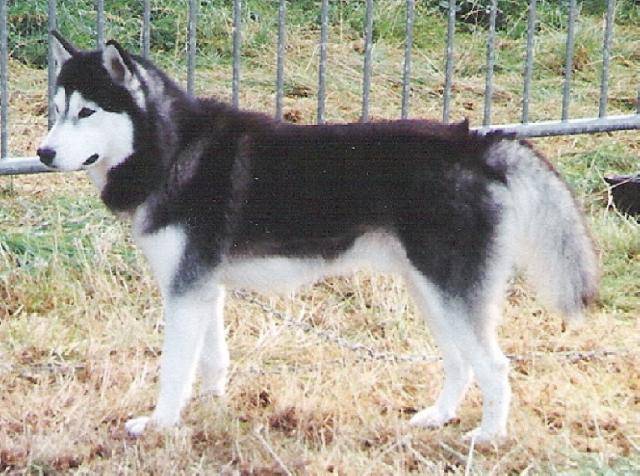 siberian husky, Earlyc - Husky Sibérien