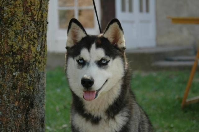 Husky siberien Troika's Color Of Darkness dite Crystale - Husky Sibérien