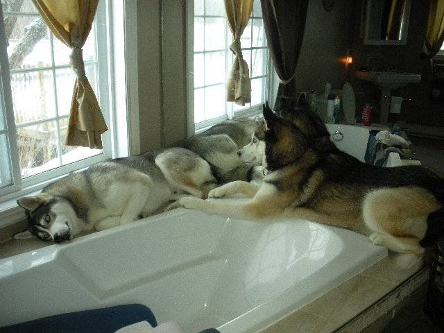 Taika et Maya - Husky Sibérien Mâle (4 ans)