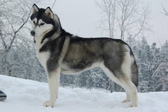Caught somewhere in time of cold winter nights, siberian husky - Husky Sibérien