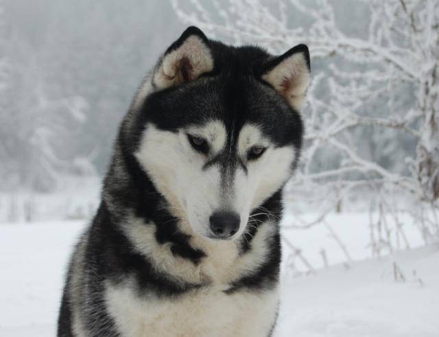 Caught somewhere in time of cold winter nights, siberian husky - Husky Sibérien