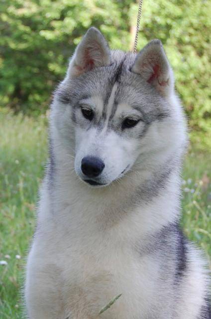 Eternal shooting star of cold winter nights, siberian husky - Husky Sibérien