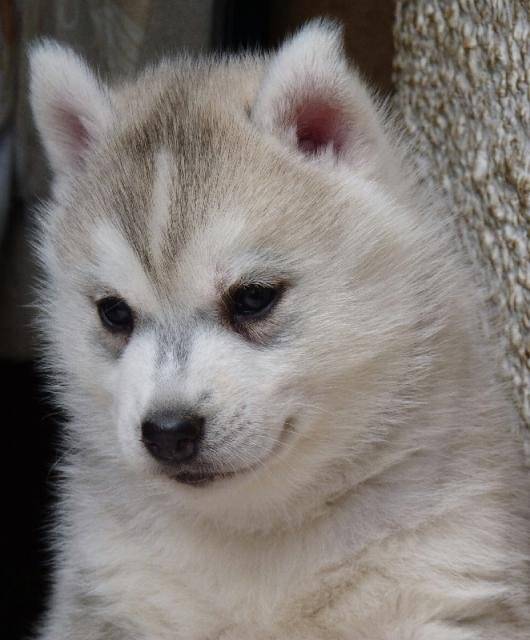 False illusion of cold winter nights, siberian husky - Husky Sibérien