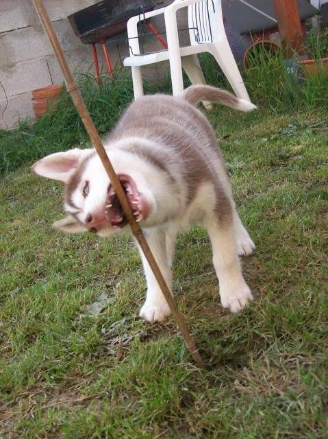 Husky siberien Male Erris - Husky Sibérien