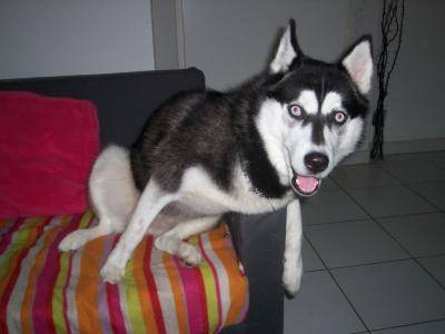 Husky Siberien Yuna - Husky Sibérien