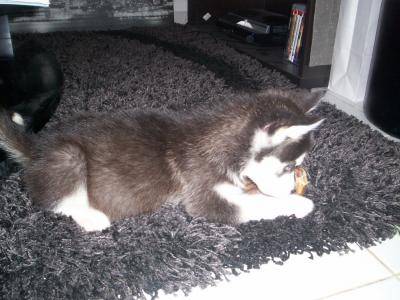 Husky Siberien Yuna - Husky Sibérien