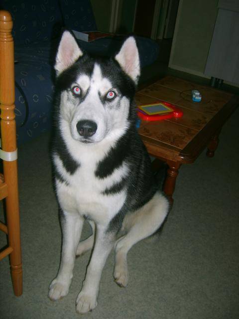 inuky husky siberien - Husky Sibérien