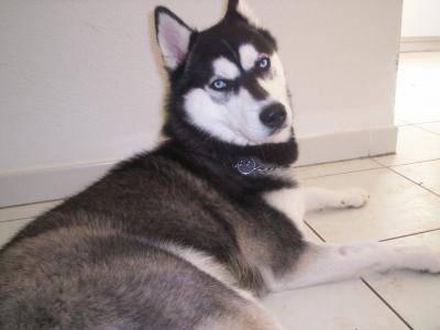 Husky Siberien Yuna - Husky Sibérien