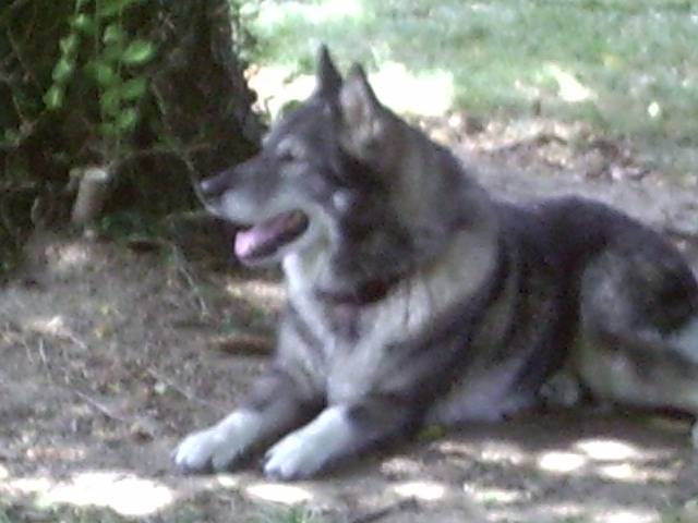 Diane - Husky Sibérien (13 ans)