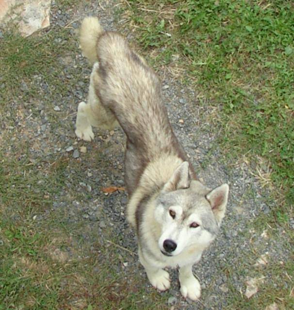husky sibérien - Husky Sibérien