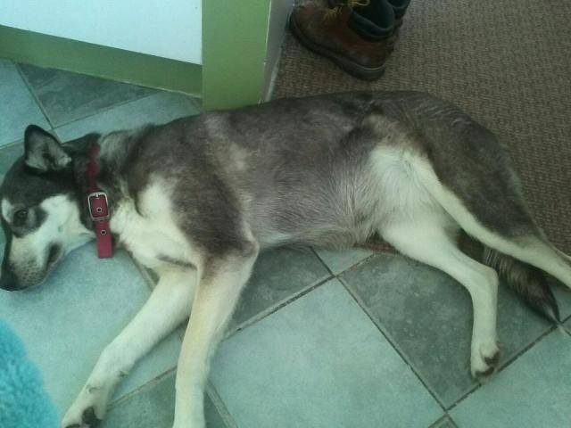 Chelsy husky sibérien mélanger avec du lévrier - Husky Sibérien