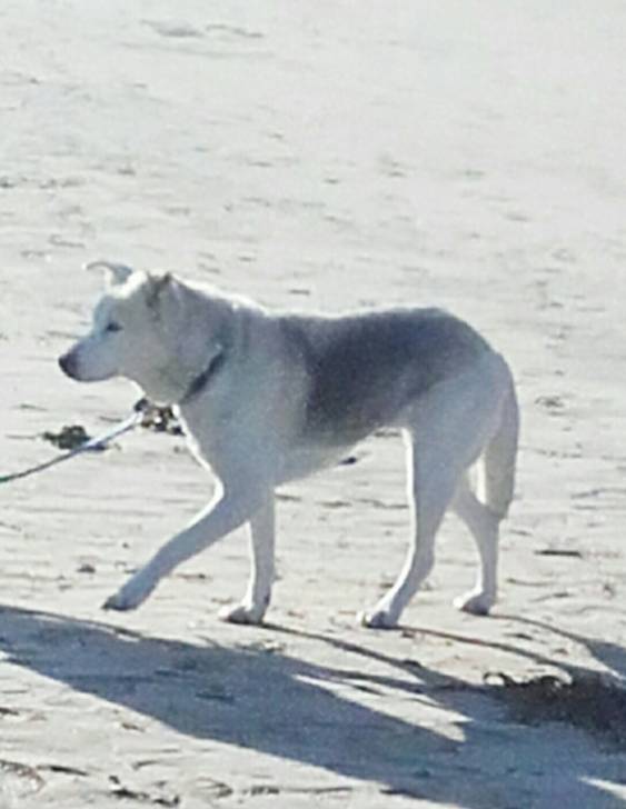 Leïa à la plage - Husky Sibérien (5 ans)