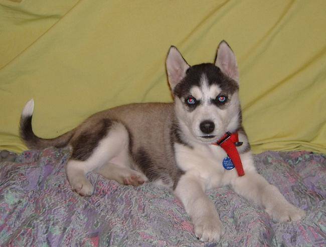 Candy 5 mois - Husky Sibérien (5 mois)